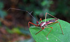 Epidaus famulus
