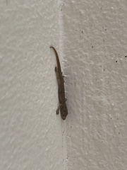 Hemidactylus frenatus