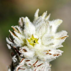 Phylica spicata spicata