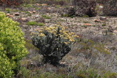 Achyranthemum mucronatum