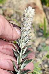 Phylica spicata spicata