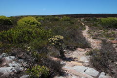 Achyranthemum mucronatum