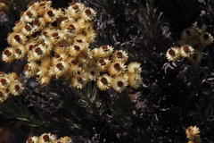 Achyranthemum mucronatum