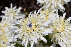 Lachnaea filamentosa