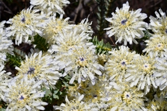 Lachnaea filamentosa