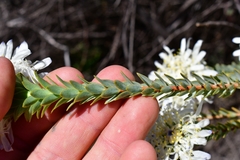 Lachnaea filamentosa