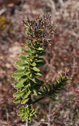 Infanta Healthbush (Lobostemon daltonii)