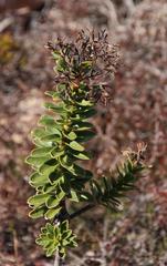 Lobostemon daltonii