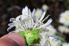 Lachnaea filamentosa