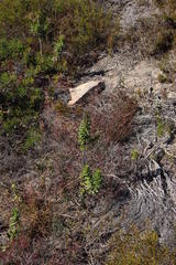 Lobostemon daltonii
