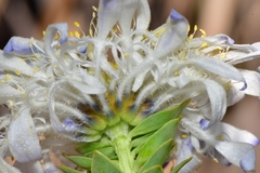 Lachnaea filamentosa