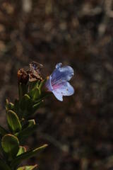 Lobostemon daltonii