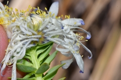 Lachnaea filamentosa