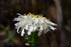 Lachnaea filamentosa