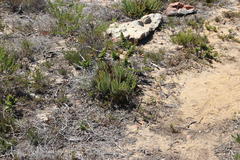 Protea denticulata