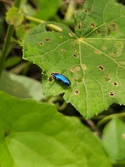 Agrilus acutus