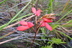 Disa cardinalis