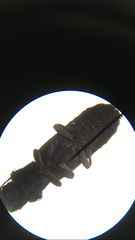 Lasconotus nucleatus