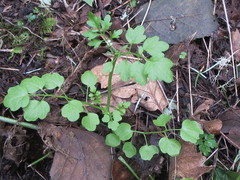 Cardamine oligosperma