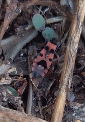 Horvathiolus guttatus