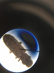 Lasconotus nucleatus