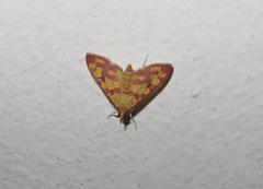 Stenochora lancinalis