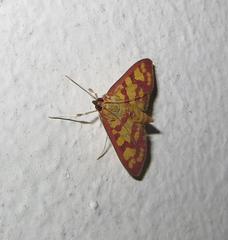 Stenochora lancinalis
