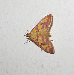 Stenochora lancinalis