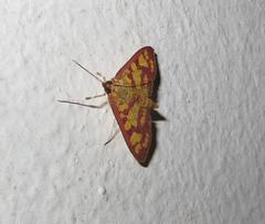 Stenochora lancinalis