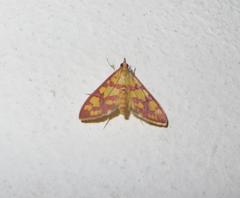 Stenochora lancinalis