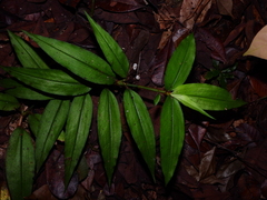 Commelina rufipes