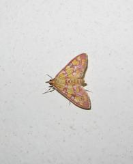 Stenochora lancinalis