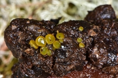 Ascobolus crenulatus