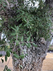 Quercus suber