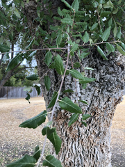Quercus suber