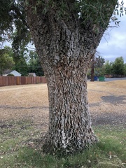 Quercus suber