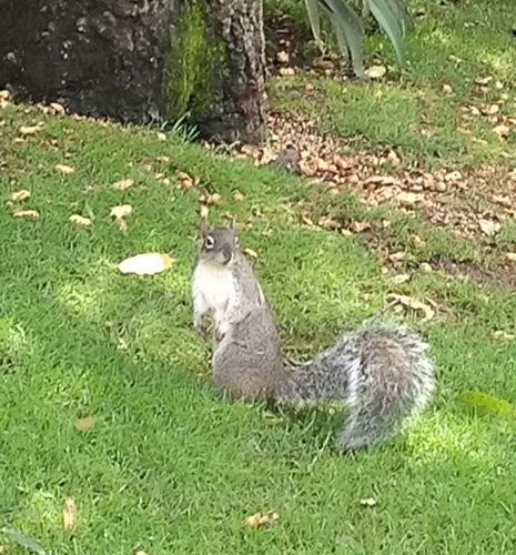 Peters's Squirrel (Sciurus oculatus)
