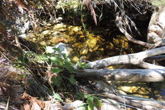 Pelargonium tomentosum