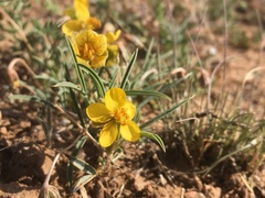 Senna pumilio