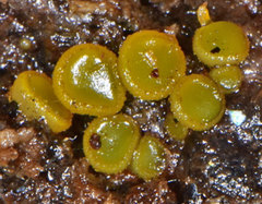 Ascobolus crenulatus