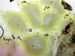 Ascobolus crenulatus