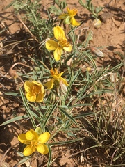 Senna pumilio