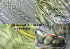 Ascobolus crenulatus