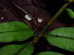 Commelina rufipes