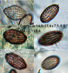 Ascobolus crenulatus