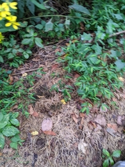 Verbesina alternifolia