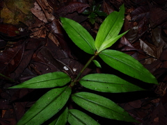 Commelina rufipes