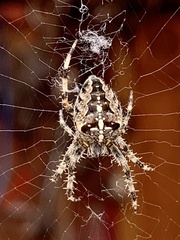 Araneus diadematus