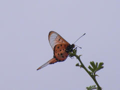 Acraea neobule neobule