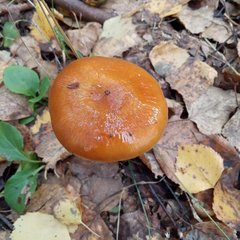 Cortinarius trivialis
